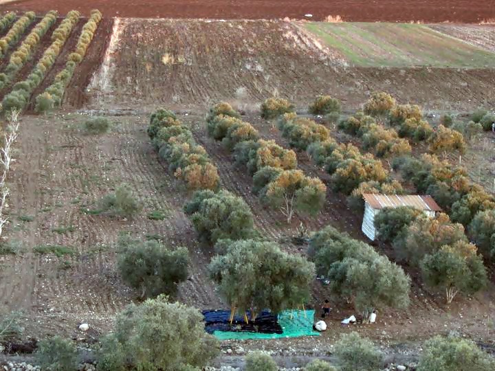 A view towards the east side of Tell Kisson, and another family is collecting olives