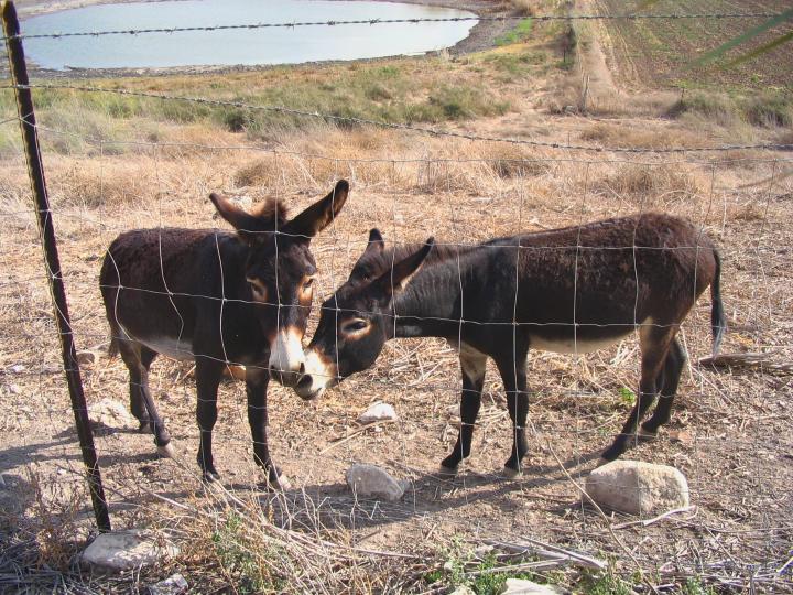 Donkeys in the nature reserve in Tell Yifar (Balfouriya)