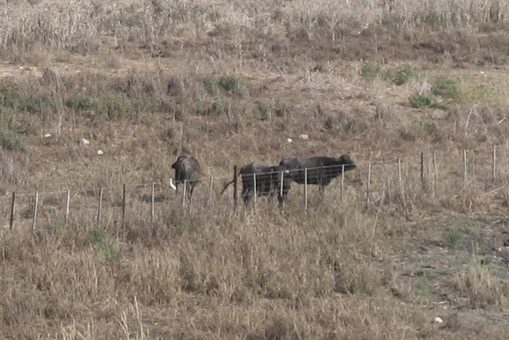 Water buffalos in the nature reserve in Tell Yifar (Balfouriya)