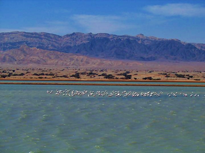 Eilat: Flamingo