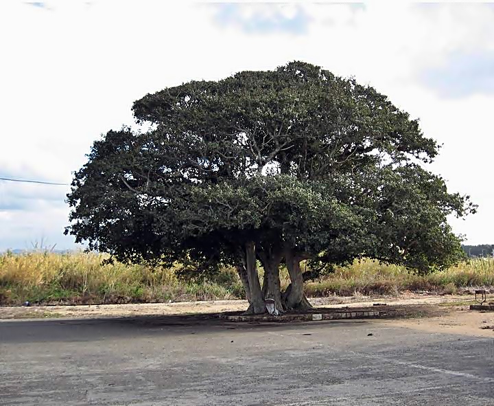 Large tree in the parking lot of Achziv national park.