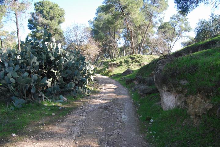 Ma'Alul/Nahalal: entrance road