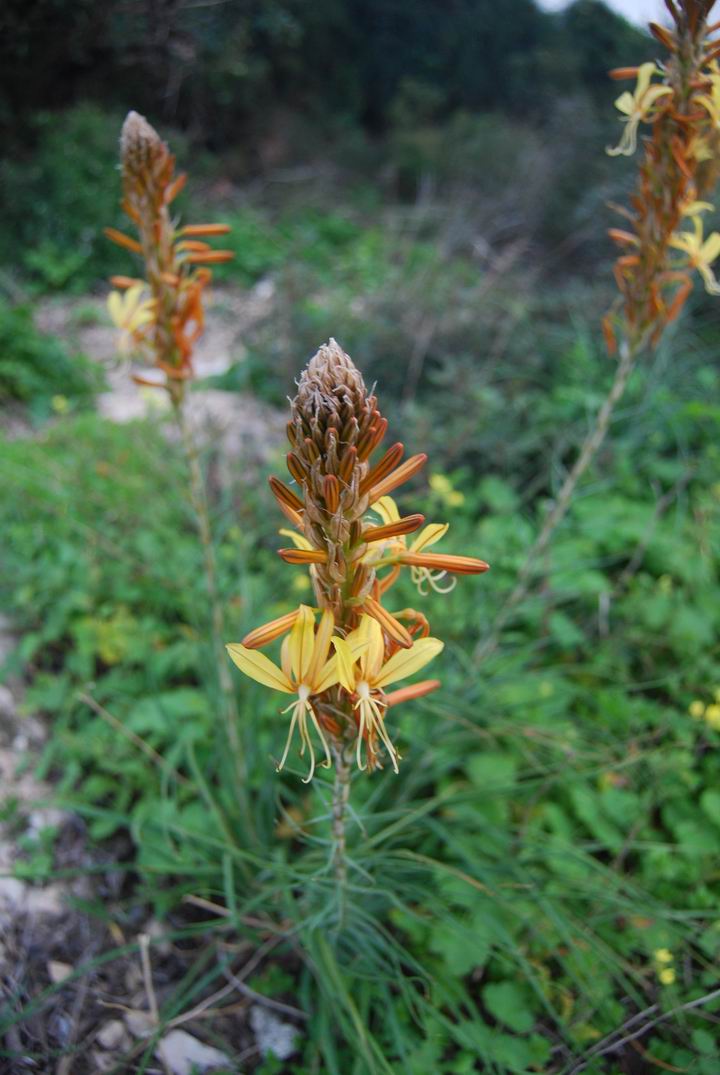 Yellow-Asphodel (pretty Carmelite) flower near the Holy family chapel