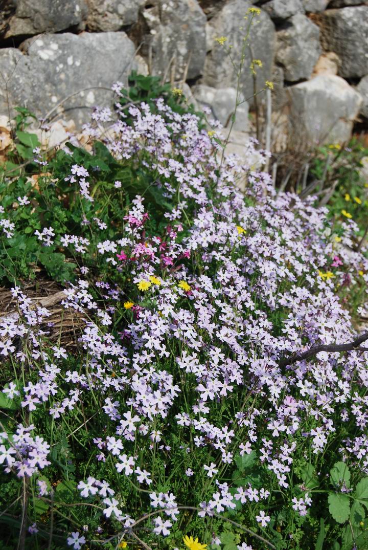 Hurvat (Khirbet) Mehoz : wild flowers