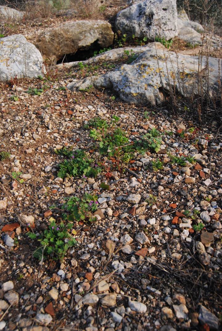 Hurvat (Khirbet) Mehoz - the ground is full of ceramic fragments