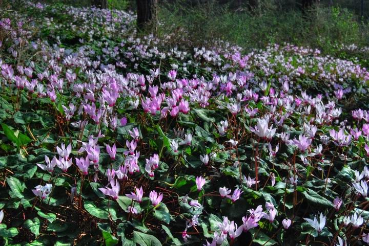 Migdal Haemek: cyclamen (Rakefet) wild flowers