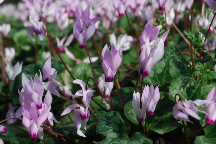 Migdal Haemek: cyclamen (Rakefet) wild flowers