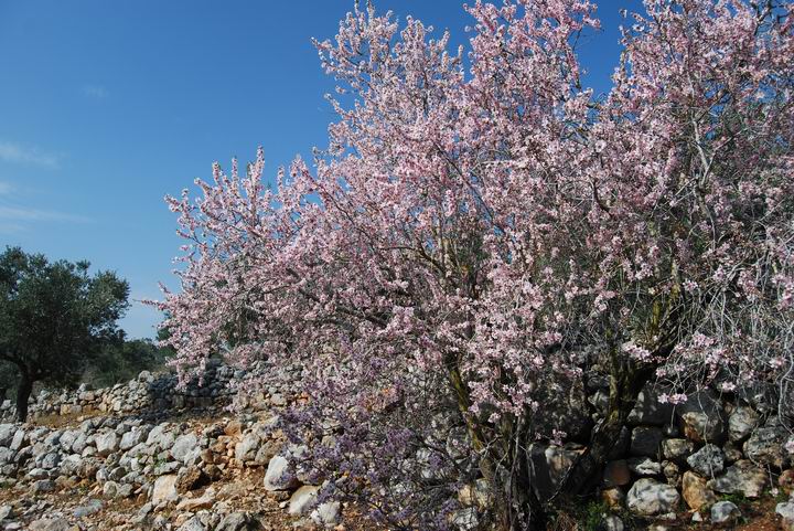 Hurvat (Khirbet) Mehoz : Almond tree blossoms