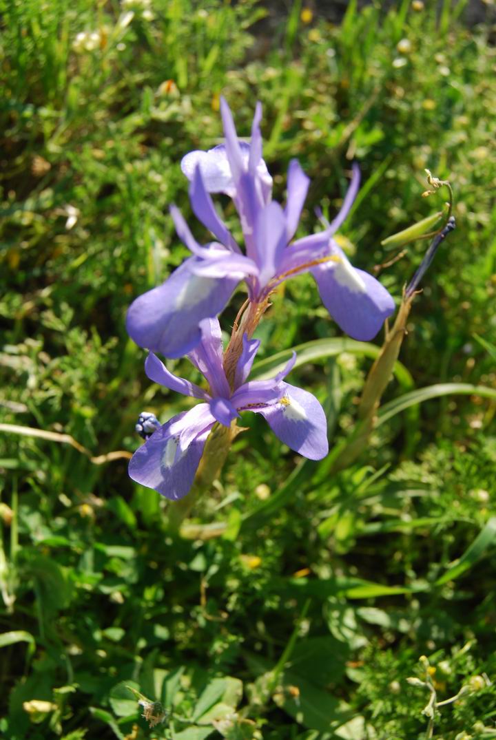 Wild flowers - near the church of Our Lady of the Fright