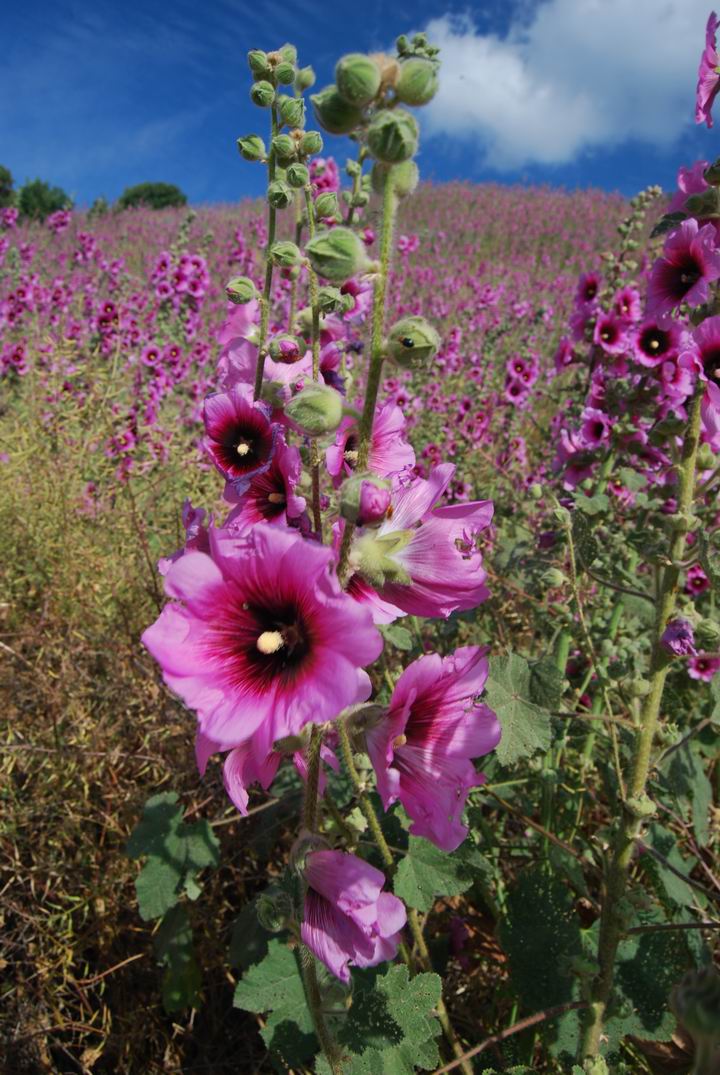 Wild flowers on Tell Meamar (Geva) - detail