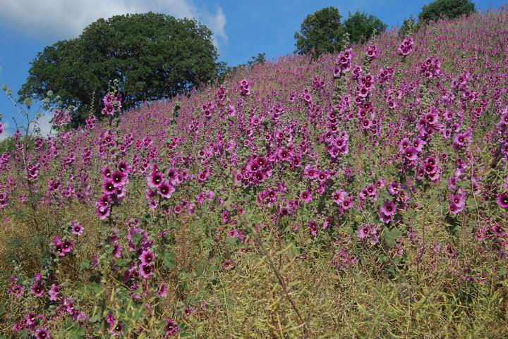 Wild flowers on Tell Meamar (Geva)