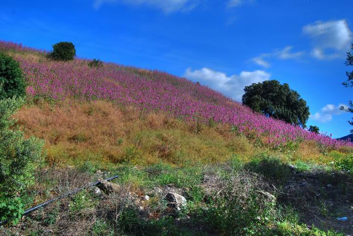 Wild flowers on Tell Meamar (Geva)