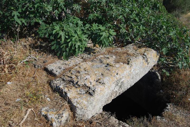 Fig tree over underground structure, south hill 