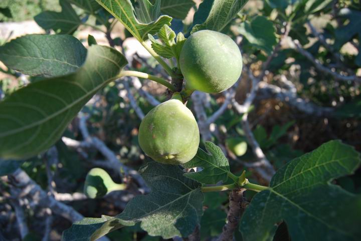 Fig tree over underground structure, south hill 