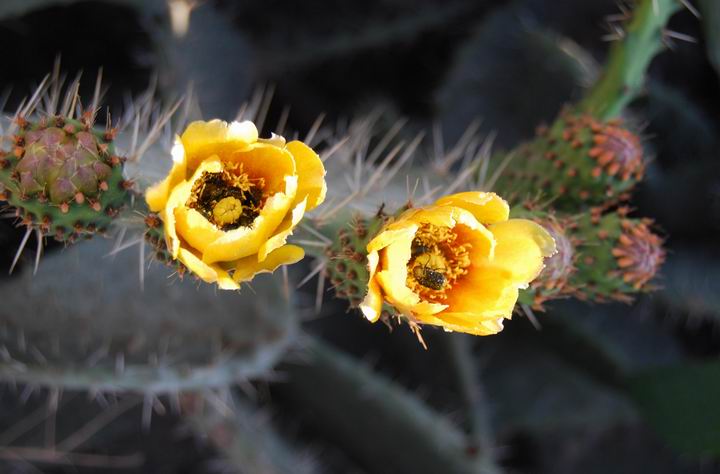 Cactus on the north hill of Migdal Malcha