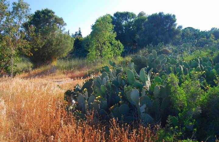 Cactus on the north hill of Migdal Malcha