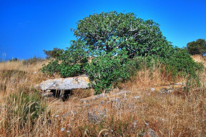 Fig tree over underground structure, south hill 