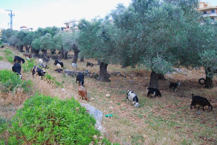 Goats and olive trees
