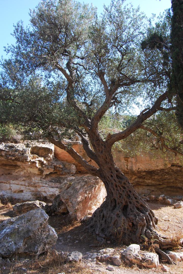 Siakh brook: olive tree near the spring