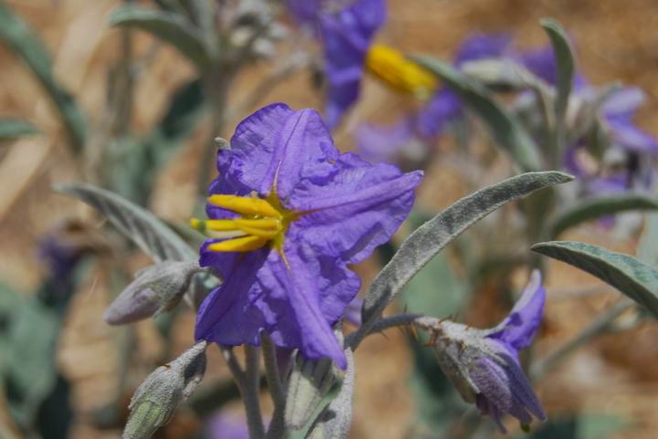wild flower: Solanum