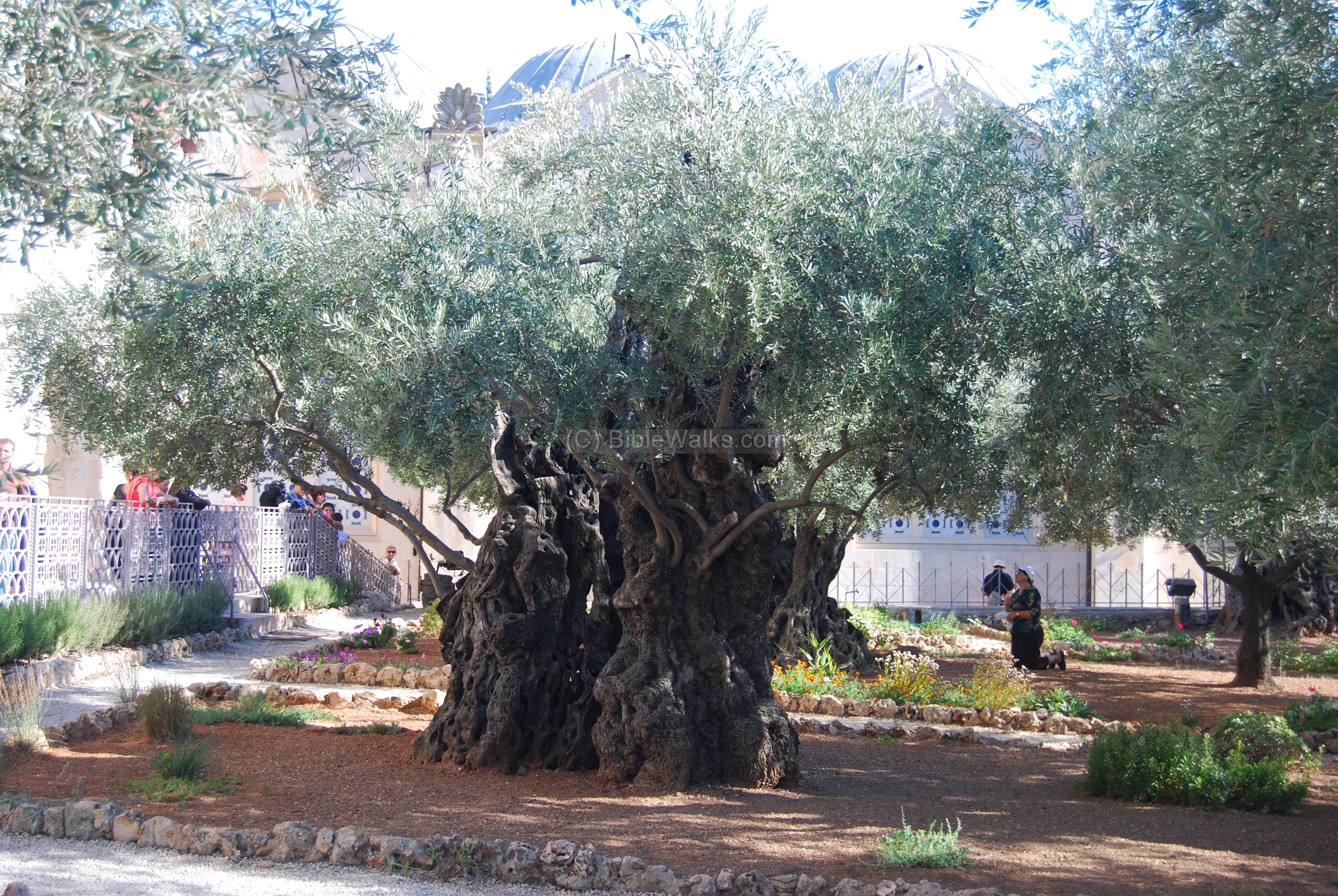 Mount Of Olives Biblewalks Com