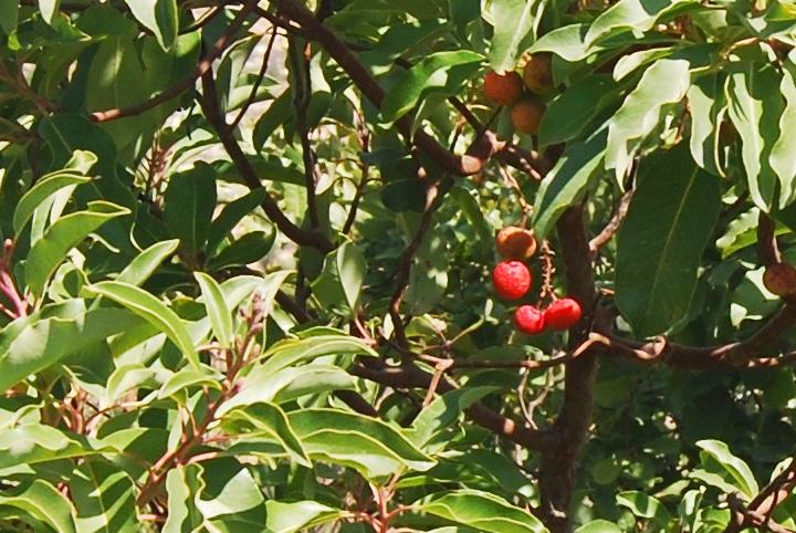 Katlav - Eastern strawberry Tree