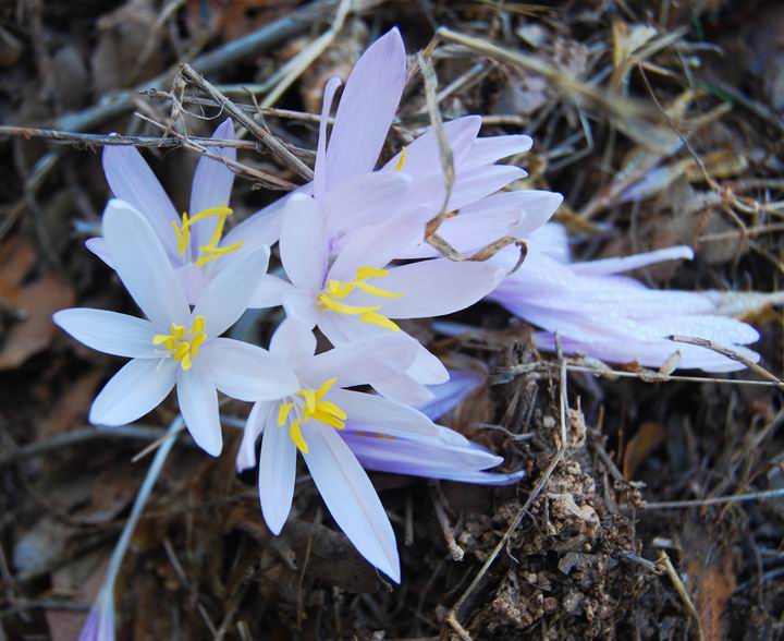 Sitvanit Hermon found on Mt Ha'ari