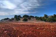 Khirbet Seraf near Ya'ara.