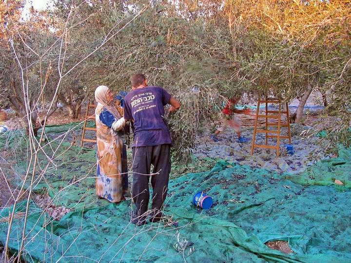 Collecting the olives on top of Tell Kisson. The branches are shaken, and the olives fall down on the blanket.