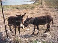 Donkeys in the nature reserve in Tell Yifar (Balfouriya)