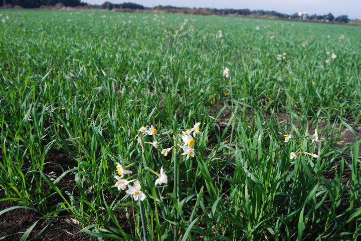 Field of daffodiles, near Tell Zavat