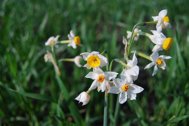 Daffodiles, near Tell Zavat