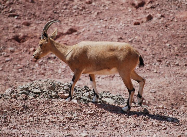 Eilat mountains - Ibex