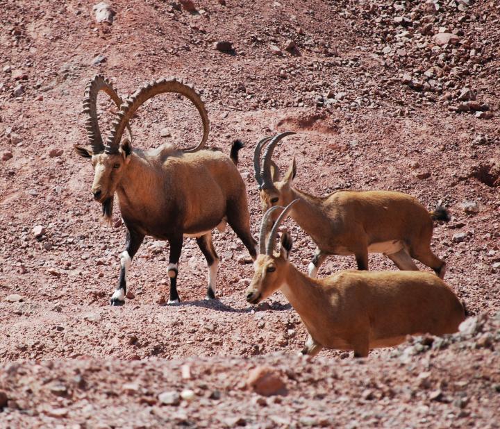 Eilat mountains - Ibex