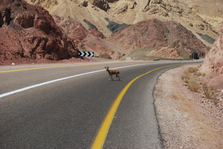 Eilat mountain road