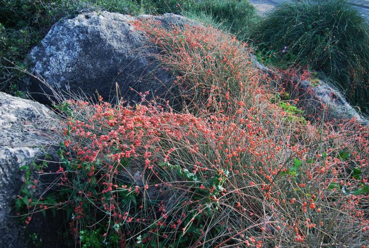 Ephedra - common Sharvit