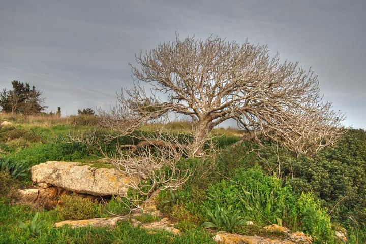 Fig tree during winter