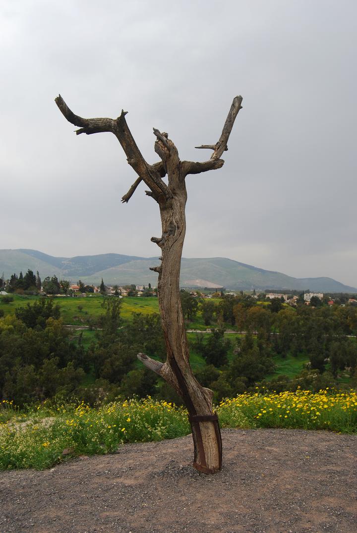 Tell Beit She'an: Hollywood tree