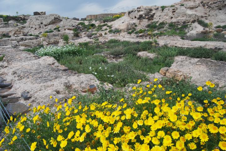 Tell Beit She'an