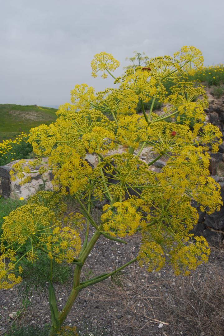 Tell Beit She'an