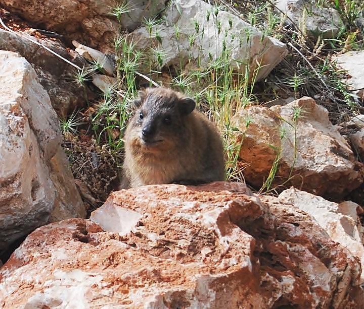 Hyrax