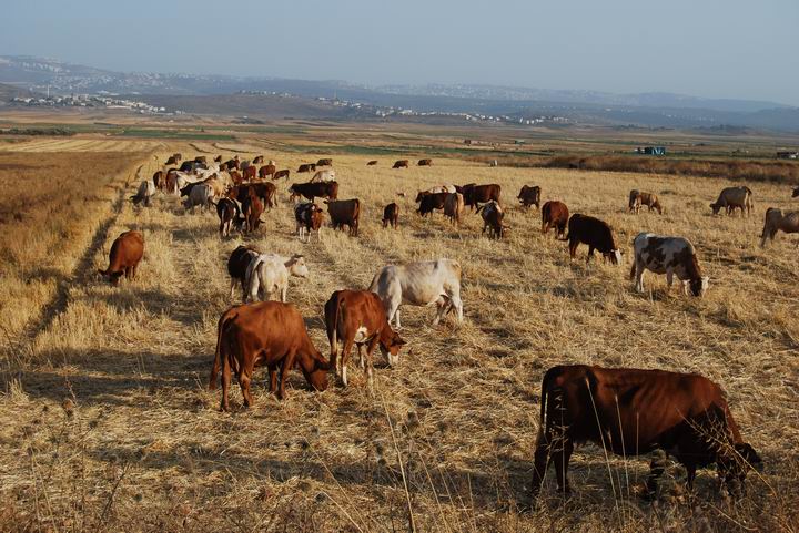 Cows on the field below Khirbet Cana.